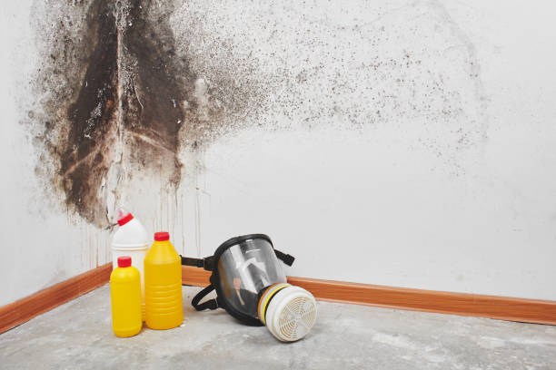  Ingram, TX Mold Removal Pros