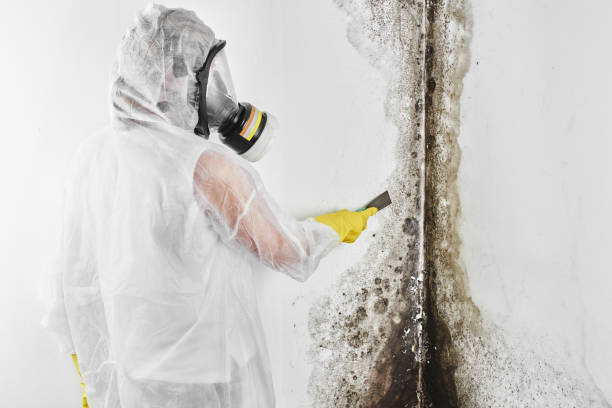  Ingram, TX Mold Removal Pros