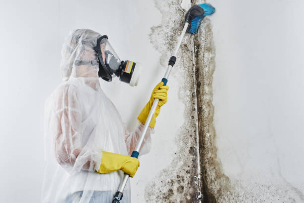 Professional Mold Removal in Ingram, TX