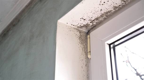 Best Mold Remediation Experts  in Ingram, TX