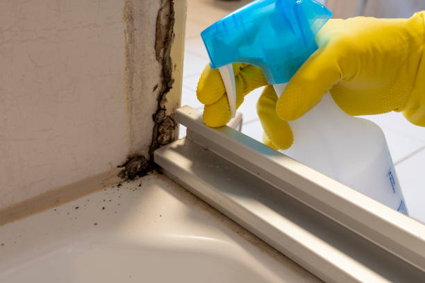 Best Best Mold Removal Companies  in Ingram, TX