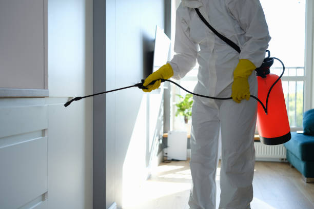 Best Mold Damage Repair  in Ingram, TX