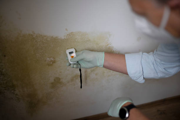 Best Local Mold Removal Service  in Ingram, TX