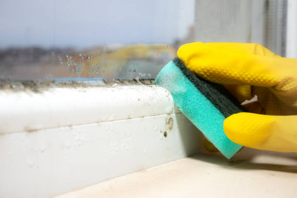 Best Mold Remediation Experts  in Ingram, TX