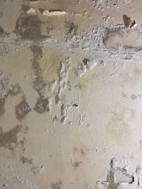 Best Certified Mold Removal  in Ingram, TX