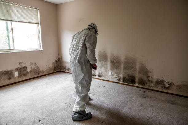 Best Mold Removal and Inspection  in Ingram, TX