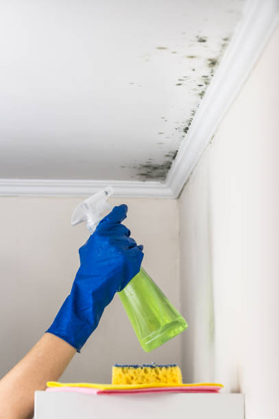 Best Home Mold Removal  in Ingram, TX