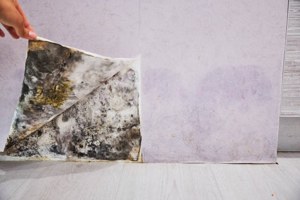 Best Commercial Mold Removal  in Ingram, TX